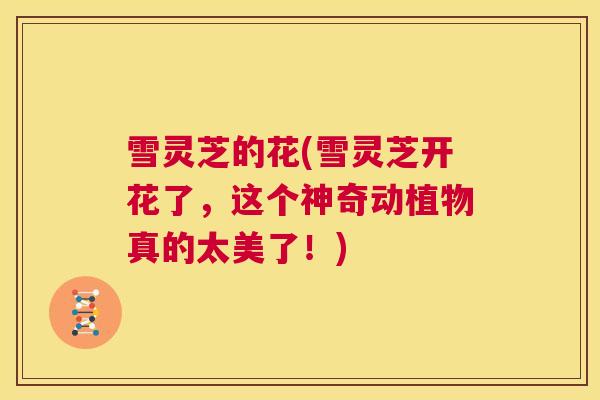 雪灵芝的花(雪灵芝开花了，这个神奇动植物真的太美了！)  第1张