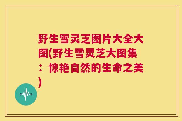 野生雪灵芝图片大全大图(野生雪灵芝大图集:惊艳自然的生命之美) 第1张 野生雪灵芝图片大全大图(野生雪灵芝大图集:惊艳自然的生命之美) 第1张