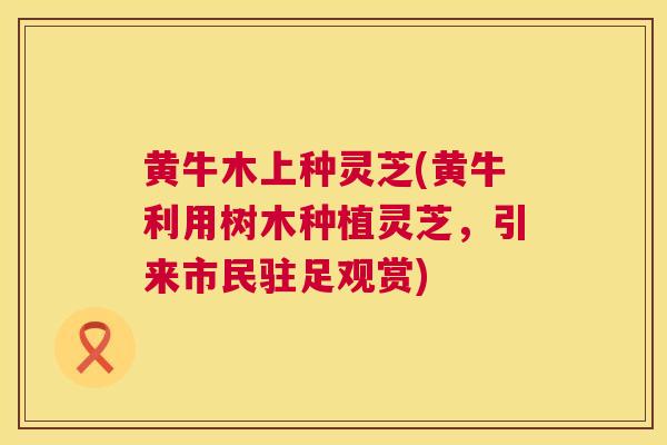 黄牛木上种灵芝(黄牛利用树木种植灵芝,引来市民驻足观赏) 第1张 黄牛木上种灵芝(黄牛利用树木种植灵芝,引来市民驻足观赏) 第1张