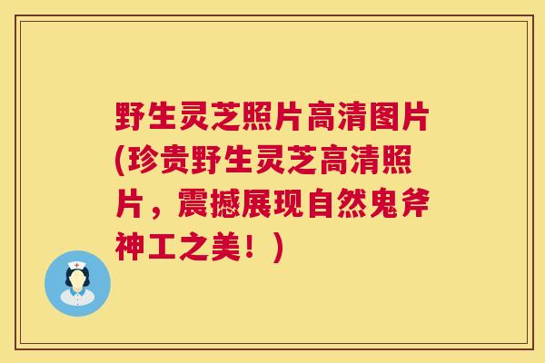 野生灵芝照片高清图片(珍贵野生灵芝高清照片,震撼展现自然鬼斧神工之美!) 第1张 野生灵芝照片高清图片(珍贵野生灵芝高清照片,震撼展现自然鬼斧神工之美!) 第1张