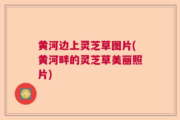 黄河边上灵芝草图片(黄河畔的灵芝草美丽照片)  第1张