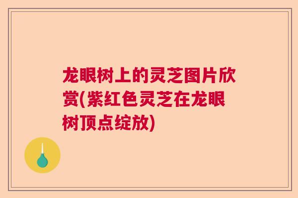 龙眼树上的灵芝图片欣赏(紫红色灵芝在龙眼树顶点绽放)  第1张
