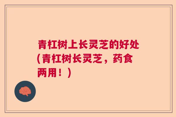 青杠树上长灵芝的好处(青杠树长灵芝,药食两用!)  第1张 青杠树上长灵芝的好处(青杠树长灵芝,药食两用!)  第1张