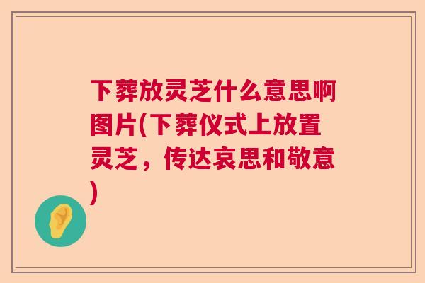 下葬放灵芝什么意思啊图片(下葬仪式上放置灵芝，传达哀思和敬意)  第1张
