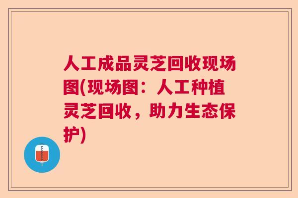 人工成品灵芝回收现场图(现场图：人工种植灵芝回收，助力生态保护)  第1张