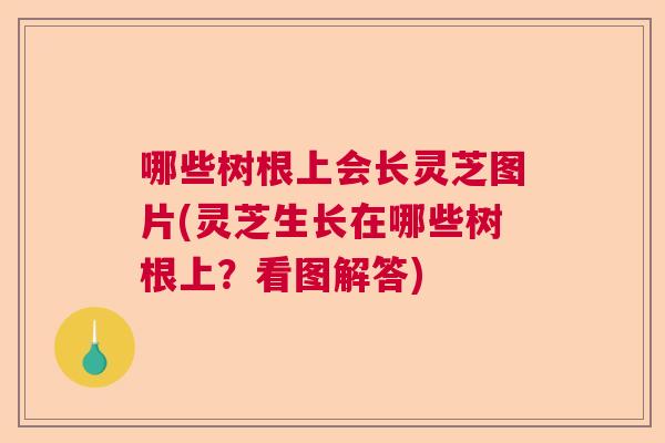 哪些树根上会长灵芝图片(灵芝生长在哪些树根上？看图解答)  第1张
