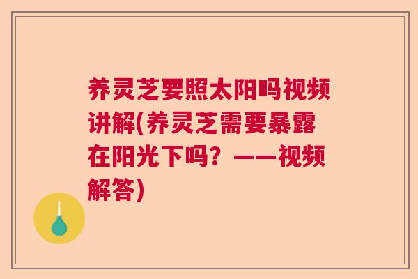 养灵芝要照太阳吗视频讲解(养灵芝需要暴露在阳光下吗？——视频解答)  第1张