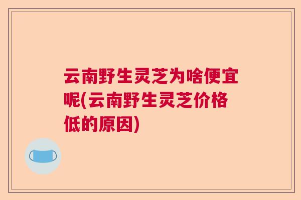 云南野生灵芝为啥便宜呢(云南野生灵芝价格低的原因)  第1张