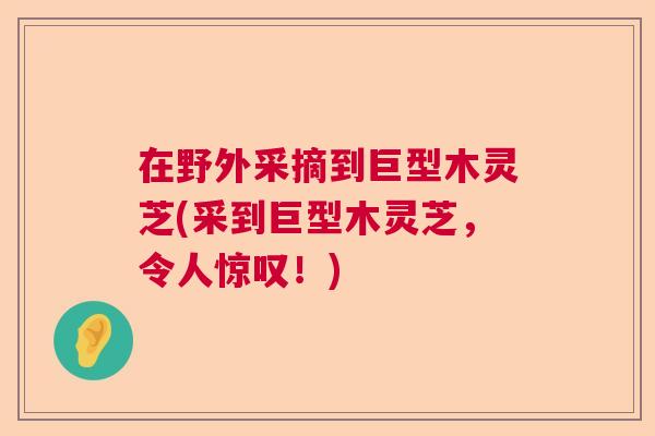 在野外采摘到巨型木灵芝(采到巨型木灵芝，令人惊叹！)  第1张