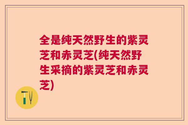 全是纯天然野生的紫灵芝和赤灵芝(纯天然野生采摘的紫灵芝和赤灵芝)  第1张