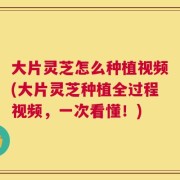 大片灵芝怎么种植视频(大片灵芝种植全过程视频，一次看懂！)