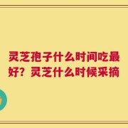 灵芝孢子什么时间吃最好？灵芝什么时候采摘