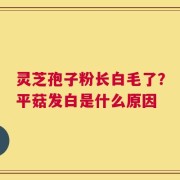 灵芝孢子粉长白毛了？平菇发白是什么原因