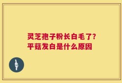灵芝孢子粉长白毛了？平菇发白是什么原因