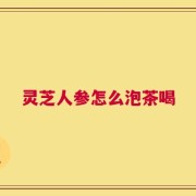灵芝人参怎么泡茶喝