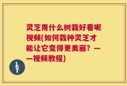 灵芝用什么树栽好看呢视频(如何栽种灵芝才能让它变得更美丽？——视频教程)
