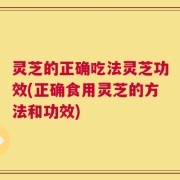 灵芝的正确吃法灵芝功效(正确食用灵芝的方法和功效)
