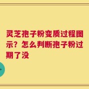 灵芝孢子粉变质过程图示？怎么判断孢子粉过期了没