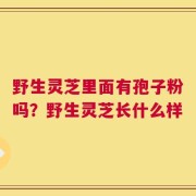 野生灵芝里面有孢子粉吗？野生灵芝长什么样