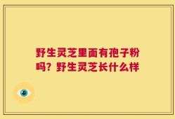 野生灵芝里面有孢子粉吗？野生灵芝长什么样