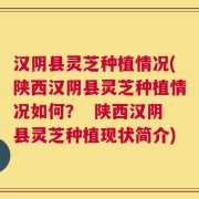 汉阴县灵芝种植情况(陕西汉阴县灵芝种植情况如何？  陕西汉阴县灵芝种植现状简介)