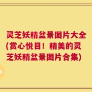 灵芝妖精盆景图片大全(赏心悦目！精美的灵芝妖精盆景图片合集)