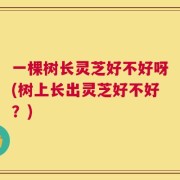 一棵树长灵芝好不好呀(树上长出灵芝好不好？)