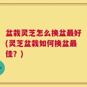 盆栽灵芝怎么换盆最好(灵芝盆栽如何换盆最佳？)