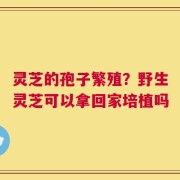 灵芝的孢子繁殖？野生灵芝可以拿回家培植吗
