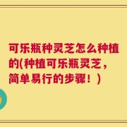 可乐瓶种灵芝怎么种植的(种植可乐瓶灵芝，简单易行的步骤！)