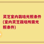 灵芝室内栽培光照条件(室内灵芝栽培所需光照条件)