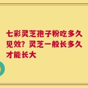 七彩灵芝孢子粉吃多久见效？灵芝一般长多久才能长大
