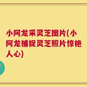 小阿龙采灵芝图片(小阿龙捕捉灵芝照片惊艳人心)