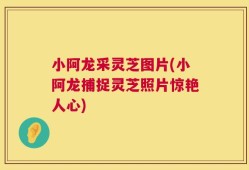 小阿龙采灵芝图片(小阿龙捕捉灵芝照片惊艳人心)