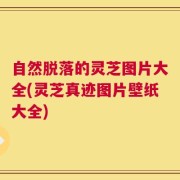 自然脱落的灵芝图片大全(灵芝真迹图片壁纸大全)
