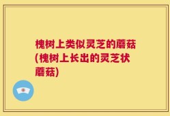 槐树上类似灵芝的蘑菇(槐树上长出的灵芝状蘑菇)
