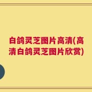白鸽灵芝图片高清(高清白鸽灵芝图片欣赏)