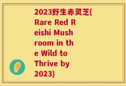 2023野生赤灵芝(Rare Red Reishi Mushroom in the Wild to Thrive by 2023)