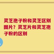 灵芝孢子粉和灵芝区别图片？灵芝片和灵芝孢子粉的区别