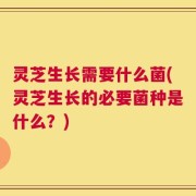 灵芝生长需要什么菌(灵芝生长的必要菌种是什么？)