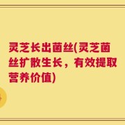 灵芝长出菌丝(灵芝菌丝扩散生长，有效提取营养价值)