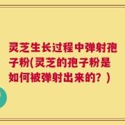 灵芝生长过程中弹射孢子粉(灵芝的孢子粉是如何被弹射出来的？)