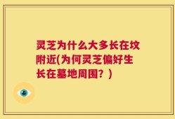 灵芝为什么大多长在坟附近(为何灵芝偏好生长在墓地周围？)