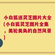 小白狐送灵芝图片大全(小白狐灵芝图片全集，美轮美奂的自然风景)