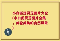 小白狐送灵芝图片大全(小白狐灵芝图片全集，美轮美奂的自然风景)