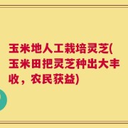 玉米地人工栽培灵芝(玉米田把灵芝种出大丰收，农民获益)