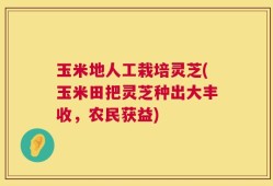 玉米地人工栽培灵芝(玉米田把灵芝种出大丰收，农民获益)