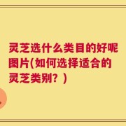 灵芝选什么类目的好呢图片(如何选择适合的灵芝类别？)