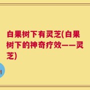 白果树下有灵芝(白果树下的神奇疗效——灵芝)