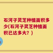 石河子灵芝种植面积多少(石河子灵芝种植面积已达多大？)